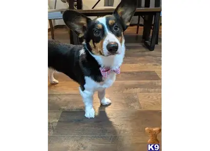 a pembroke welsh corgi dog wearing a bow tie
